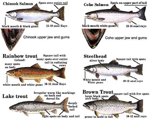 Fish of Lake Michigan